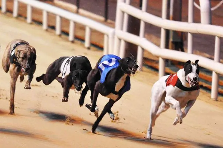 Bật Mí Cách Chơi Game Nhanh Đua Chó Tại Tinycat99 Thắng Lớn Trong Tích Tắc