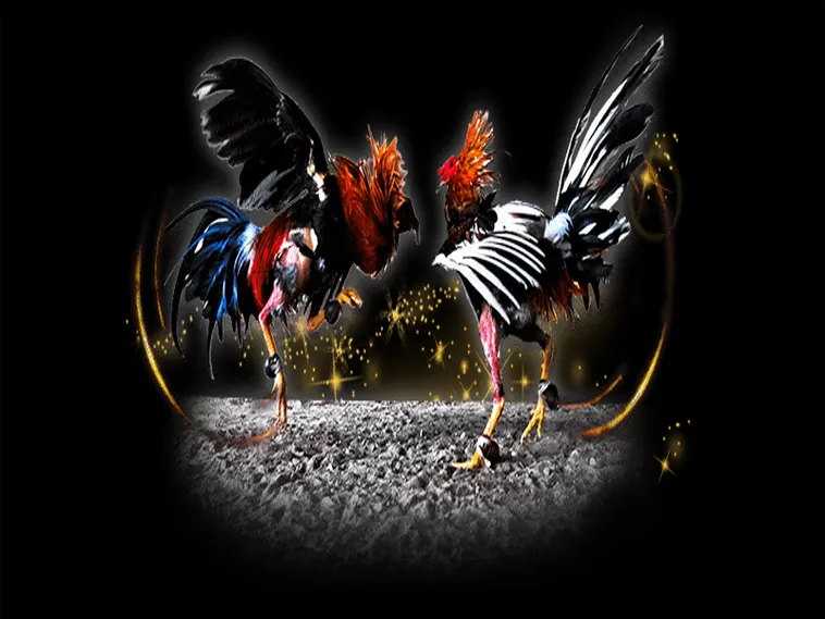 Bí Kíp Cách Chơi Đá Gà Sabong Tại Tinycat99 Mang Về Lợi Nhuận Khủng Cho Kê Thủ 1 Bí Kíp Cách Chơi Đá Gà Sabong Tại Tinycat99 Mang Về Lợi Nhuận Khủng Cho Kê Thủ