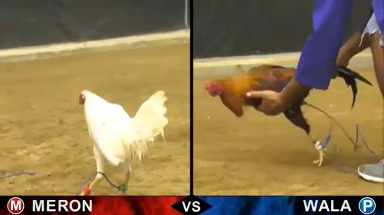 Bí Kíp Cách Chơi Đá Gà Sabong Tại Tinycat99 Mang Về Lợi Nhuận Khủng Cho Kê Thủ 2 Bí Kíp Cách Chơi Đá Gà Sabong Tại Tinycat99 Mang Về Lợi Nhuận Khủng Cho Kê Thủ